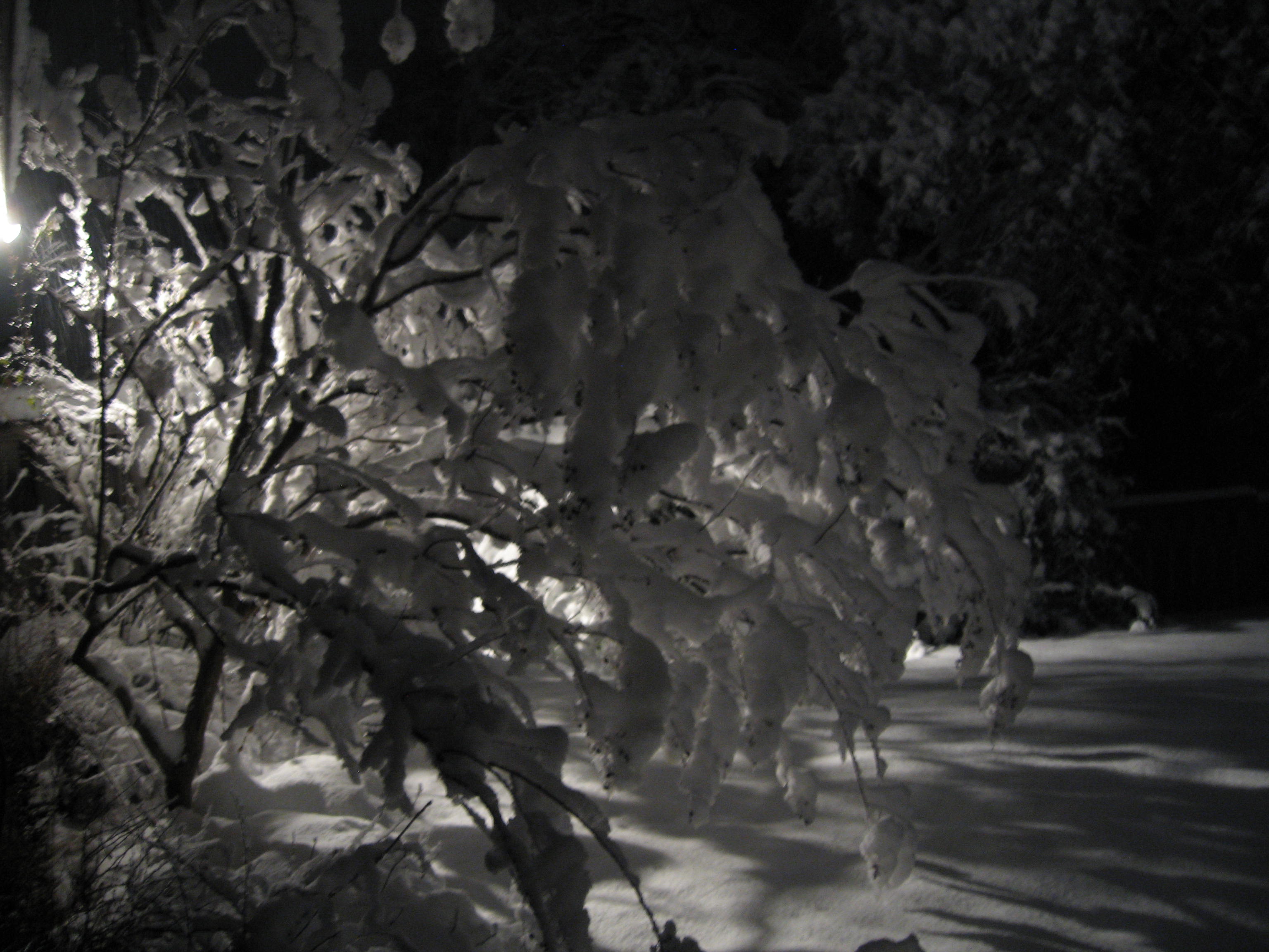 10.02.11 cedar hill snow scenes 053